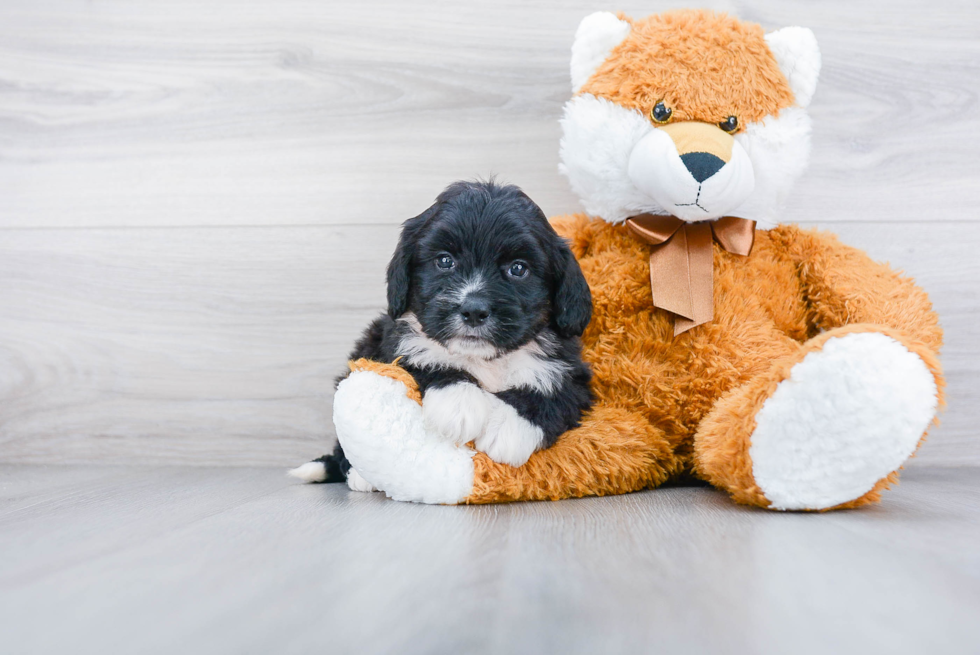 Best Mini Bernedoodle Baby