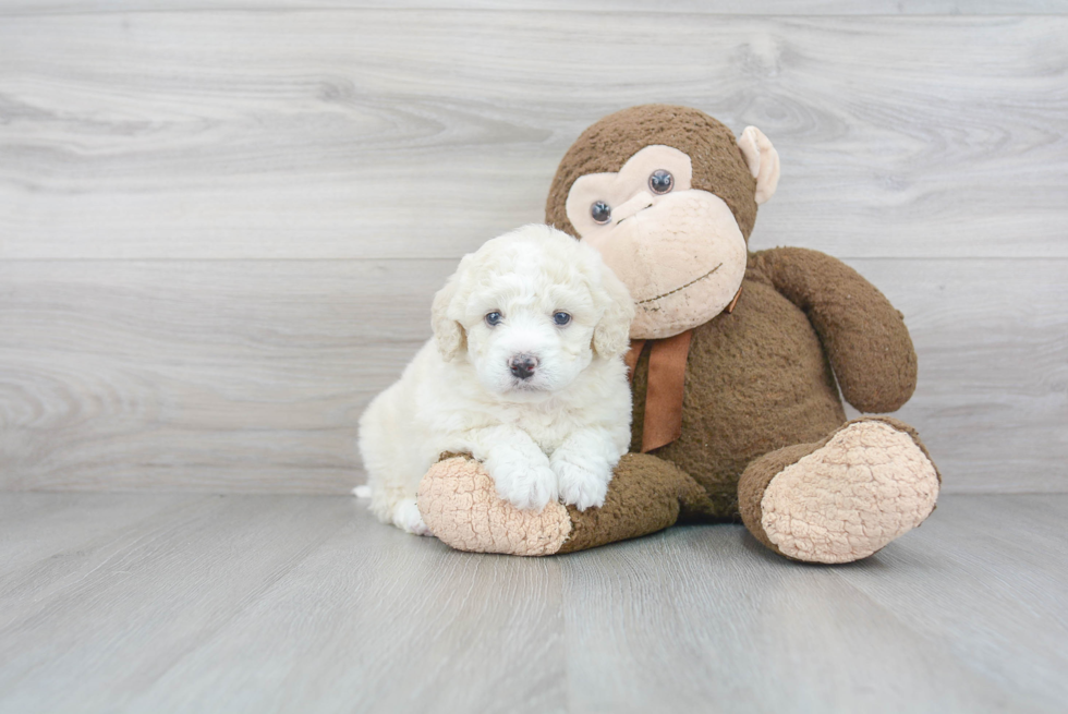 Friendly Mini Bernedoodle Baby