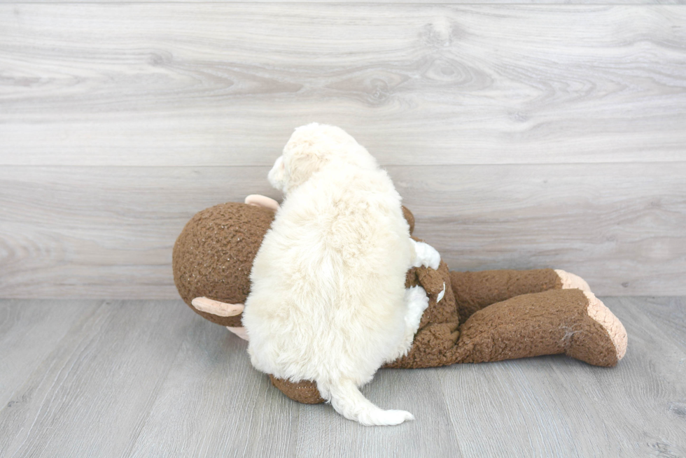 Fluffy Mini Bernedoodle Poodle Mix Pup