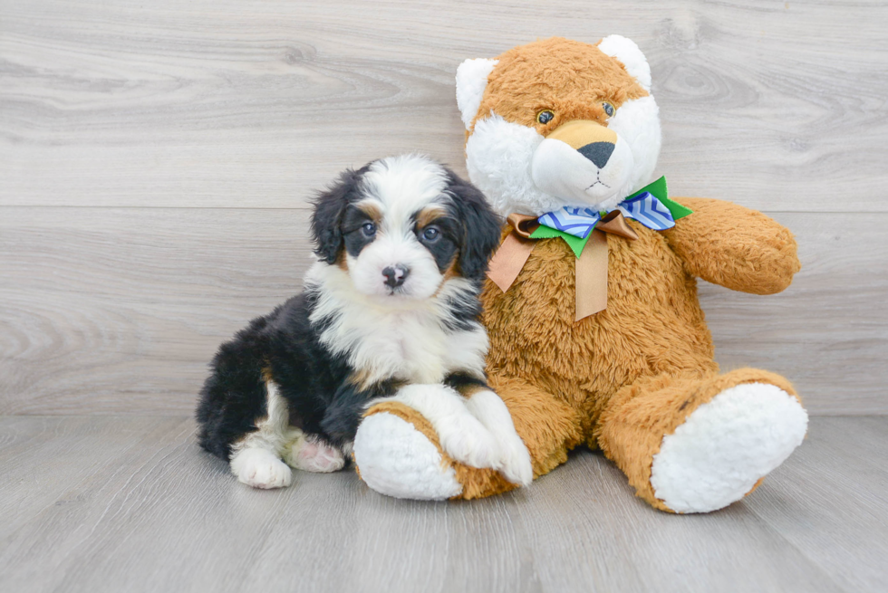 Mini Bernedoodle Pup Being Cute