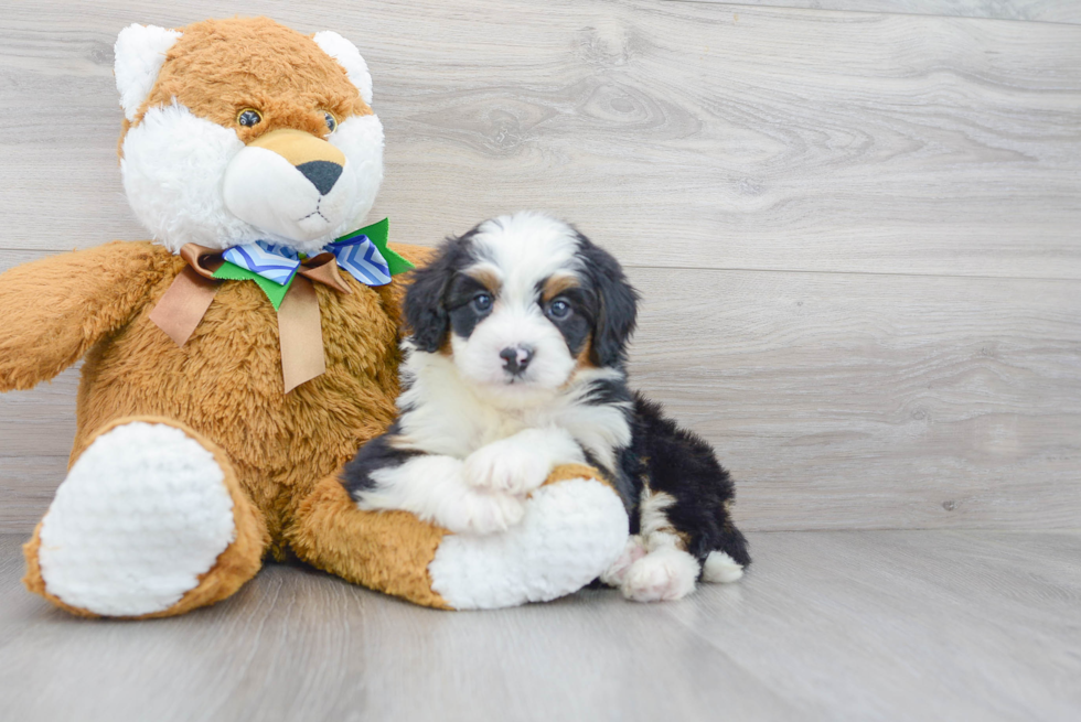 Mini Bernedoodle Puppy for Adoption