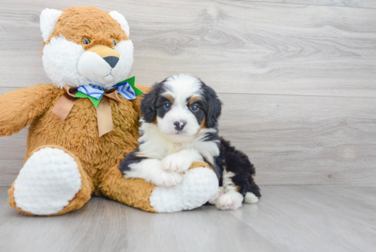 Mini Bernedoodle Puppy for Adoption