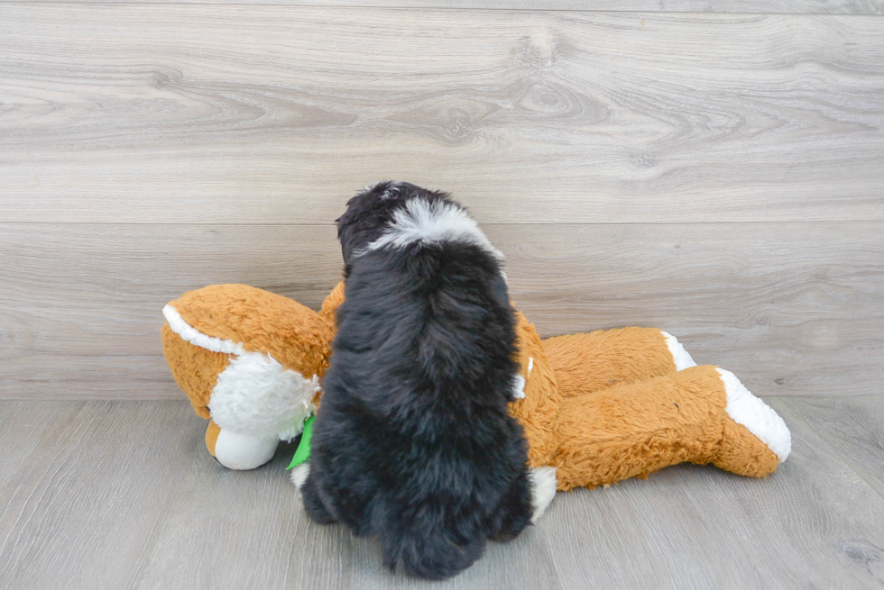 Best Mini Bernedoodle Baby