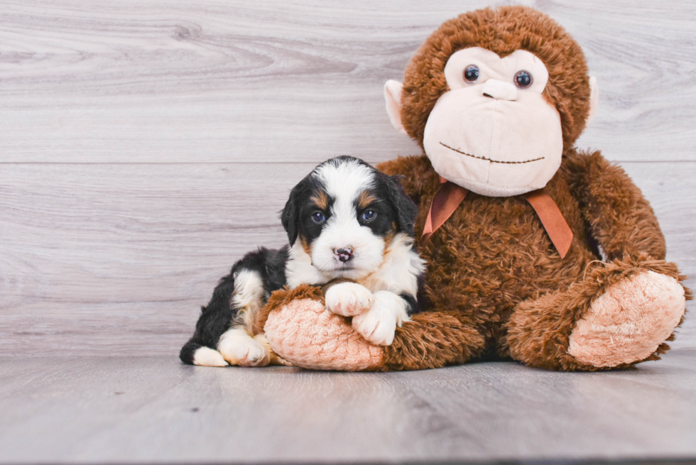 Best Mini Bernedoodle Baby