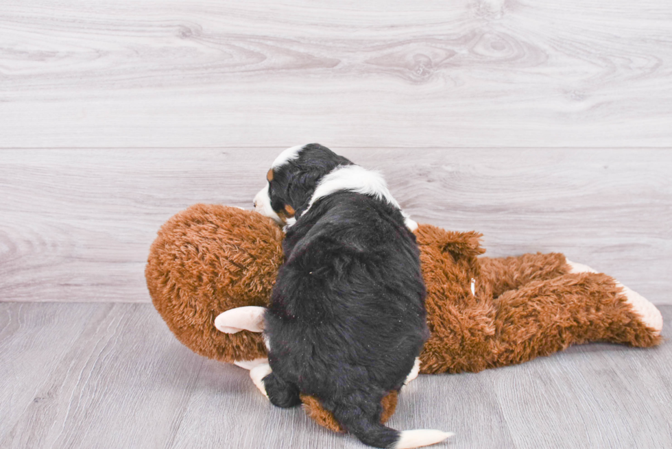 Small Mini Bernedoodle Baby