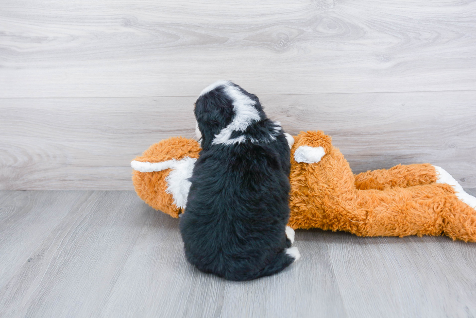 Adorable Mini Berniedoodle Poodle Mix Puppy