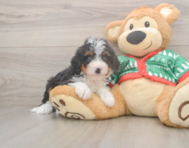 7 week old Mini Bernedoodle Puppy For Sale - Premier Pups