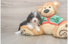 Mini Bernedoodle Puppy for Adoption