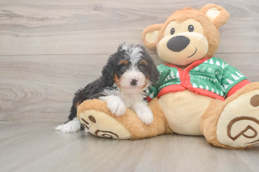 Mini Bernedoodle Puppy for Adoption