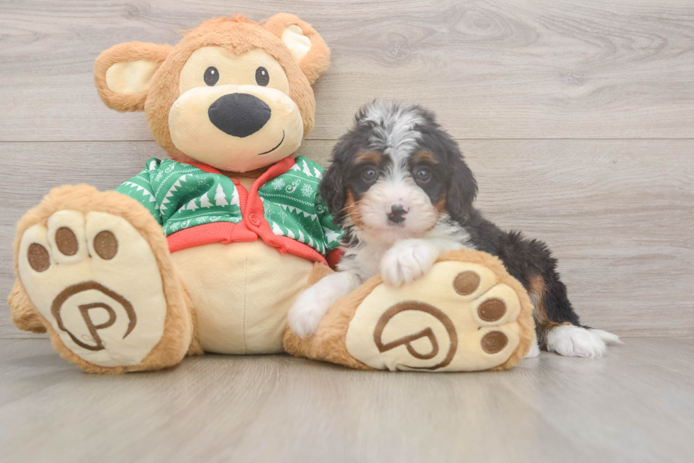Best Mini Bernedoodle Baby