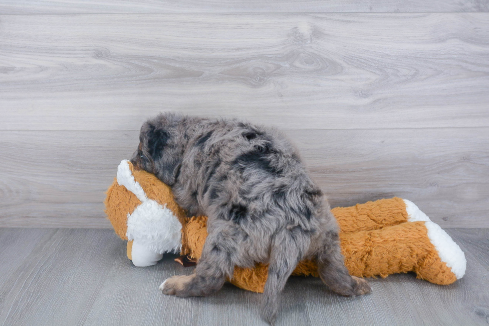 Mini Bernedoodle Puppy for Adoption