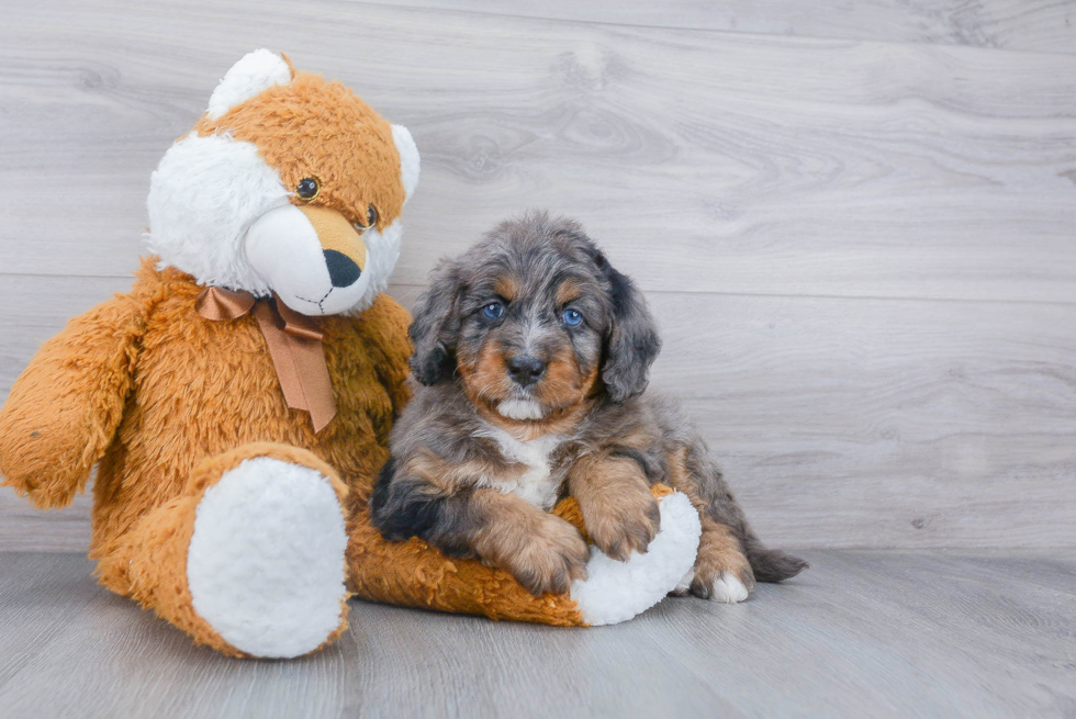 Mini Bernedoodle Puppy for Adoption