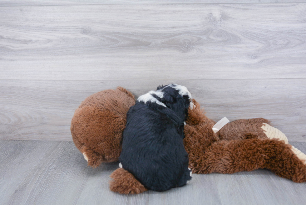 Best Mini Bernedoodle Baby