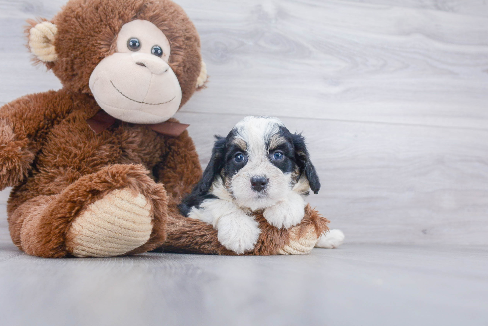Sweet Mini Bernedoodle Baby