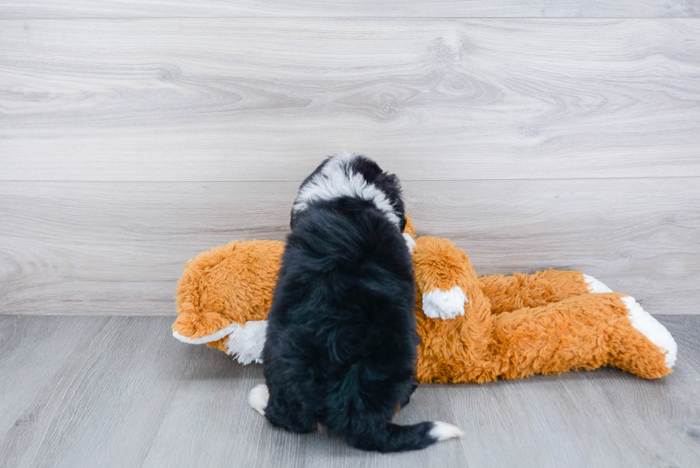 Small Mini Bernedoodle Baby