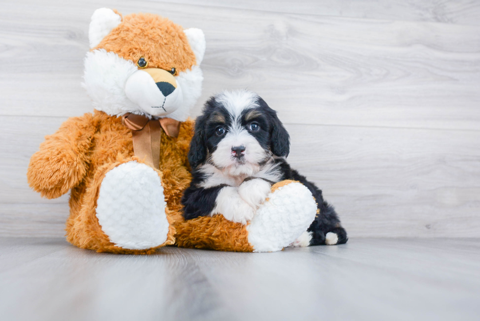 Smart Mini Bernedoodle Poodle Mix Pup