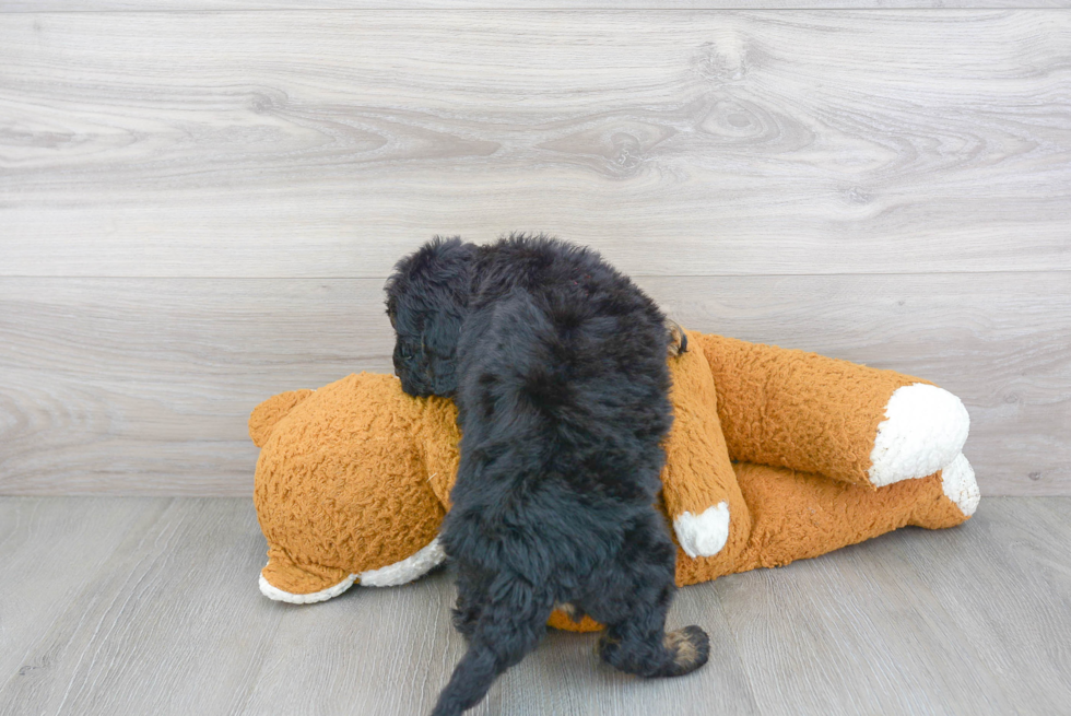 Small Mini Bernedoodle Baby