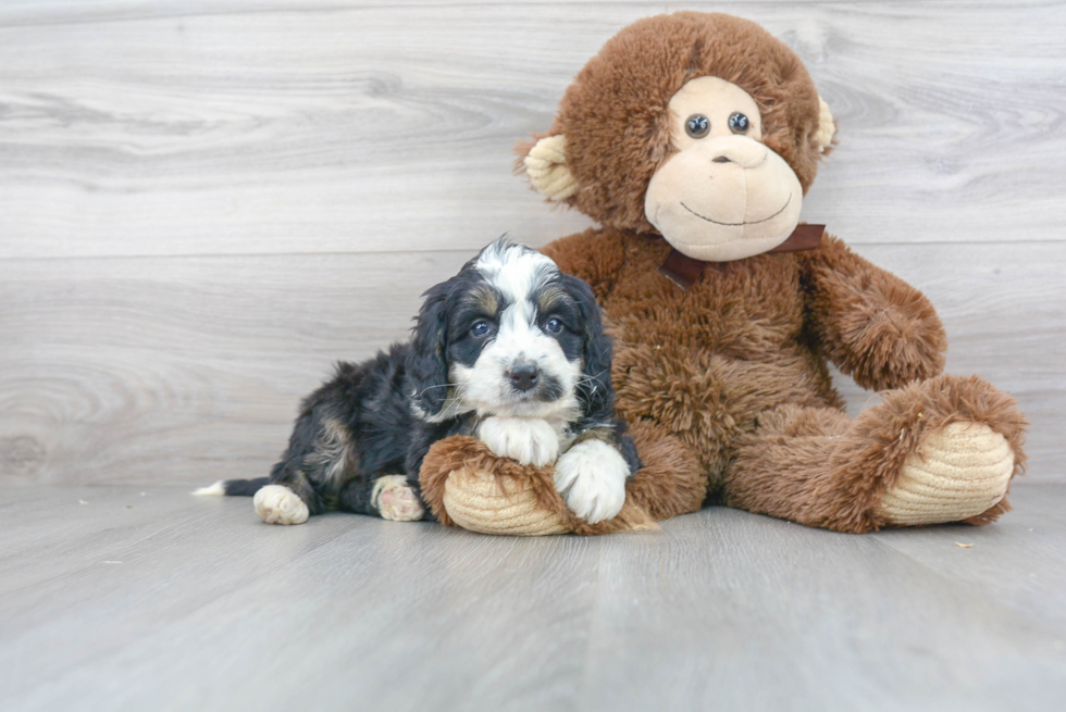Mini Bernedoodle Pup Being Cute