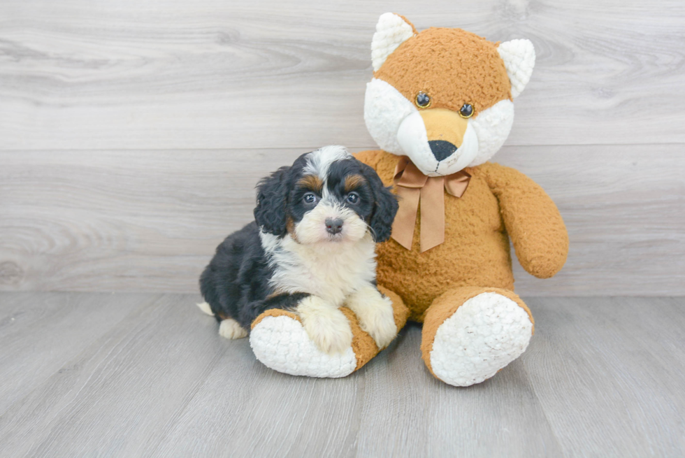 Mini Bernedoodle Puppy for Adoption