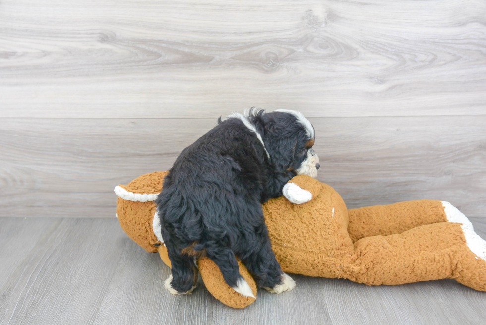 Sweet Mini Bernedoodle Baby