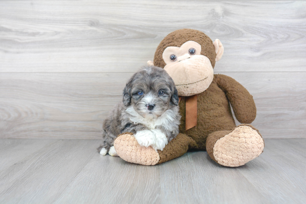 Mini Bernedoodle Puppy for Adoption