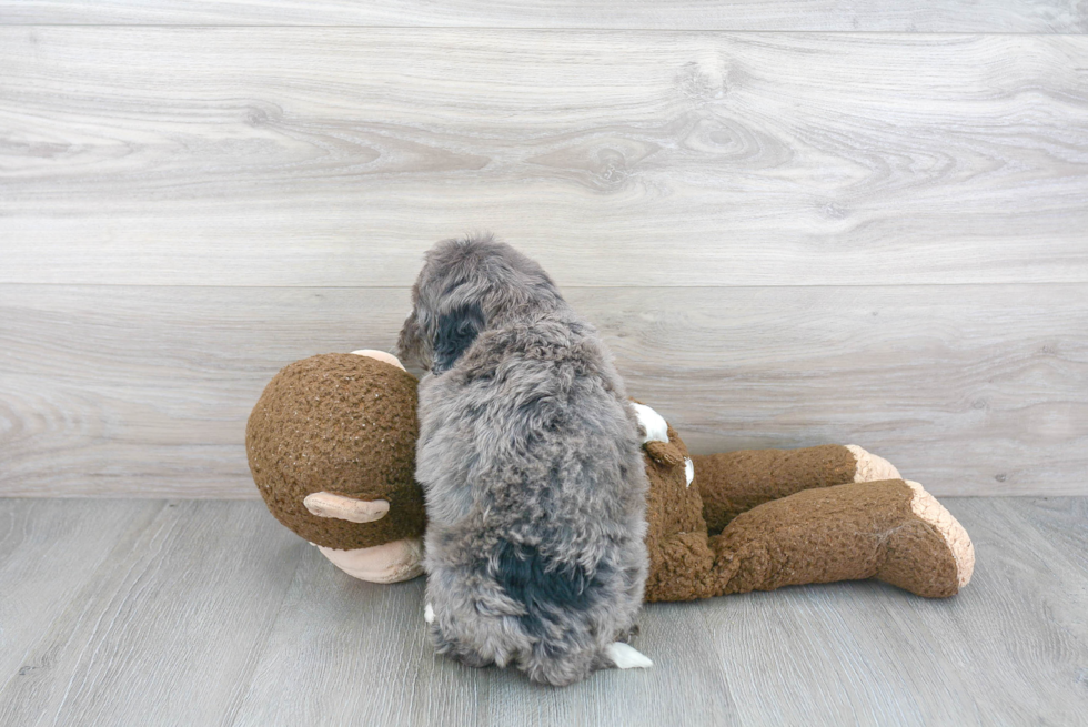 Hypoallergenic Bernadoodle Poodle Mix Puppy