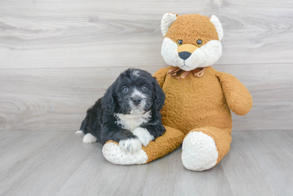 Small Mini Bernedoodle Baby