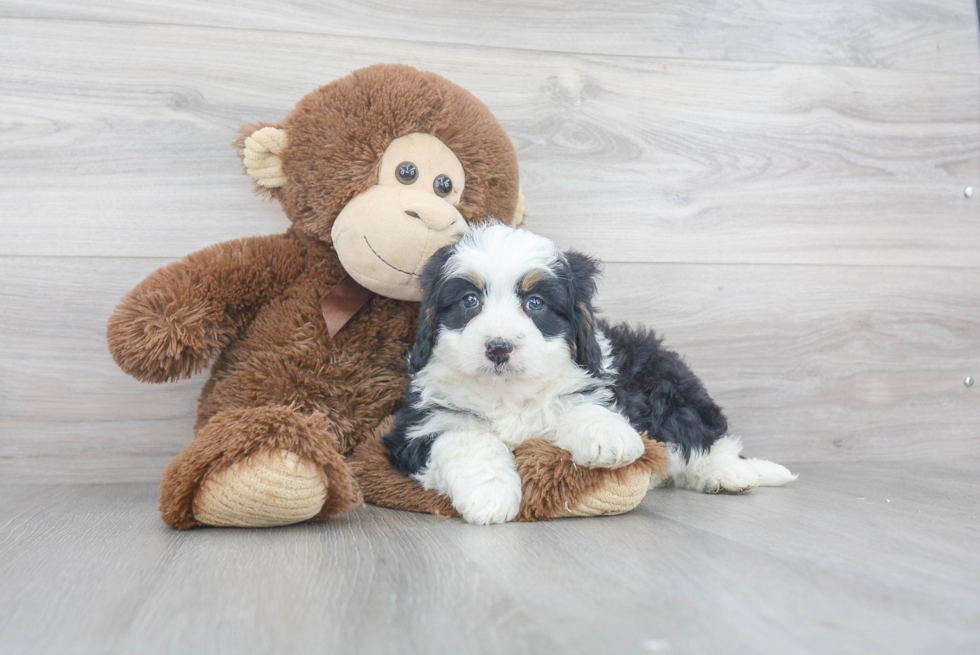Popular Mini Bernedoodle Poodle Mix Pup