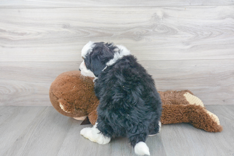 Mini Bernedoodle Puppy for Adoption