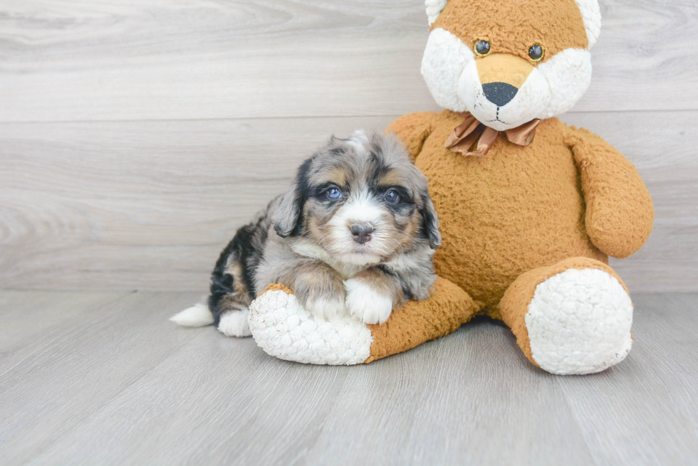 Popular Mini Bernedoodle Poodle Mix Pup