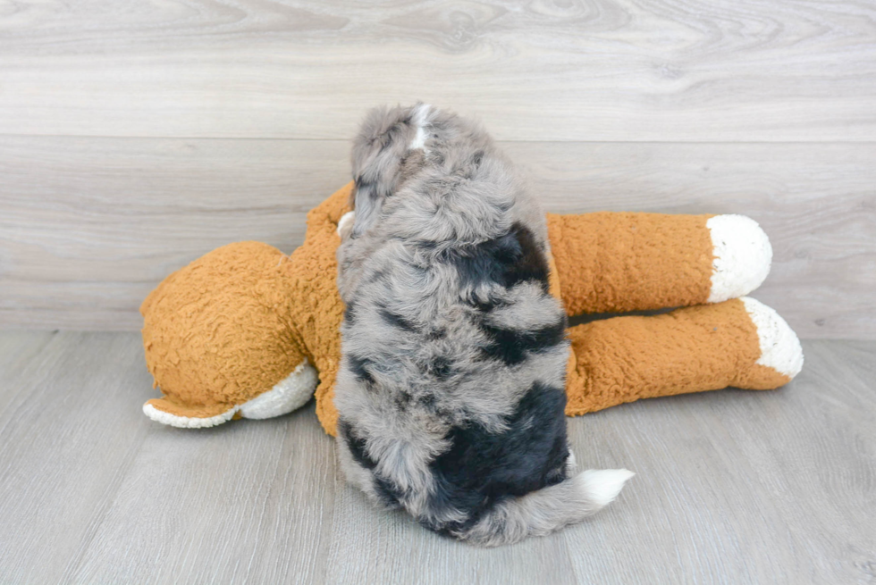 Mini Bernedoodle Pup Being Cute