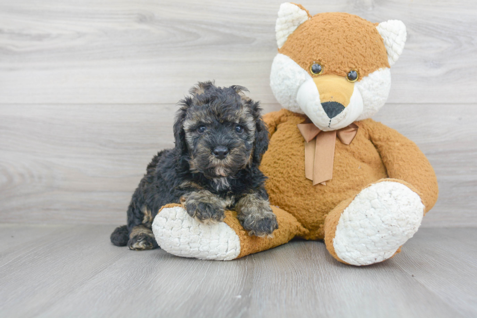 Mini Bernedoodle Pup Being Cute
