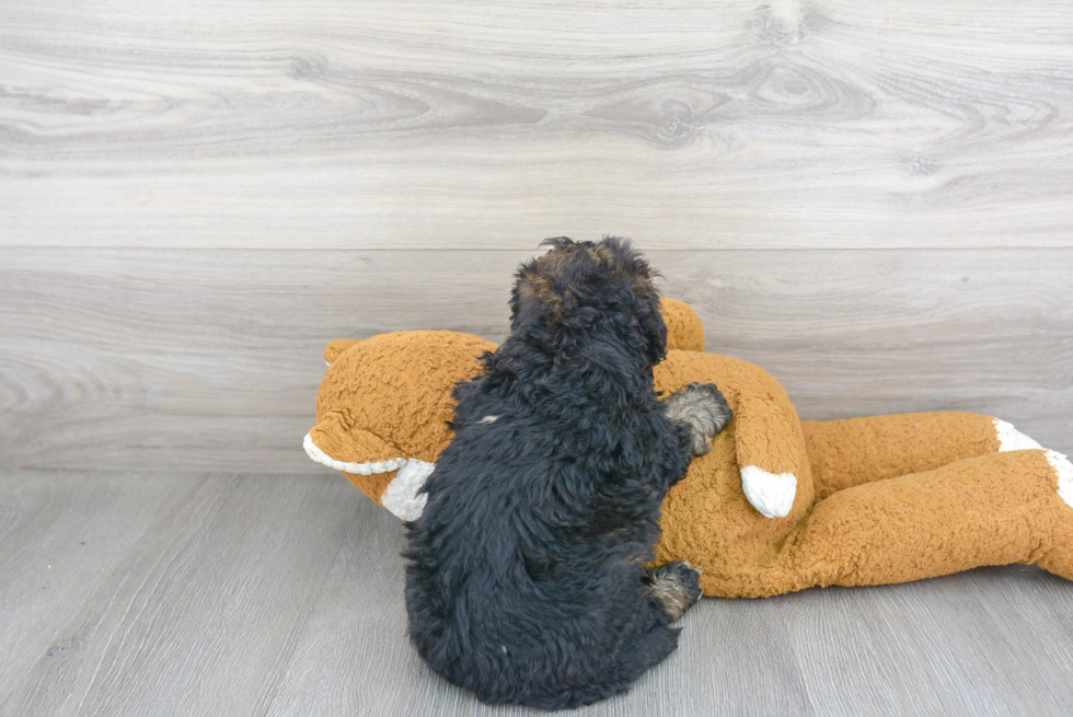 Little Bernadoodle Poodle Mix Puppy