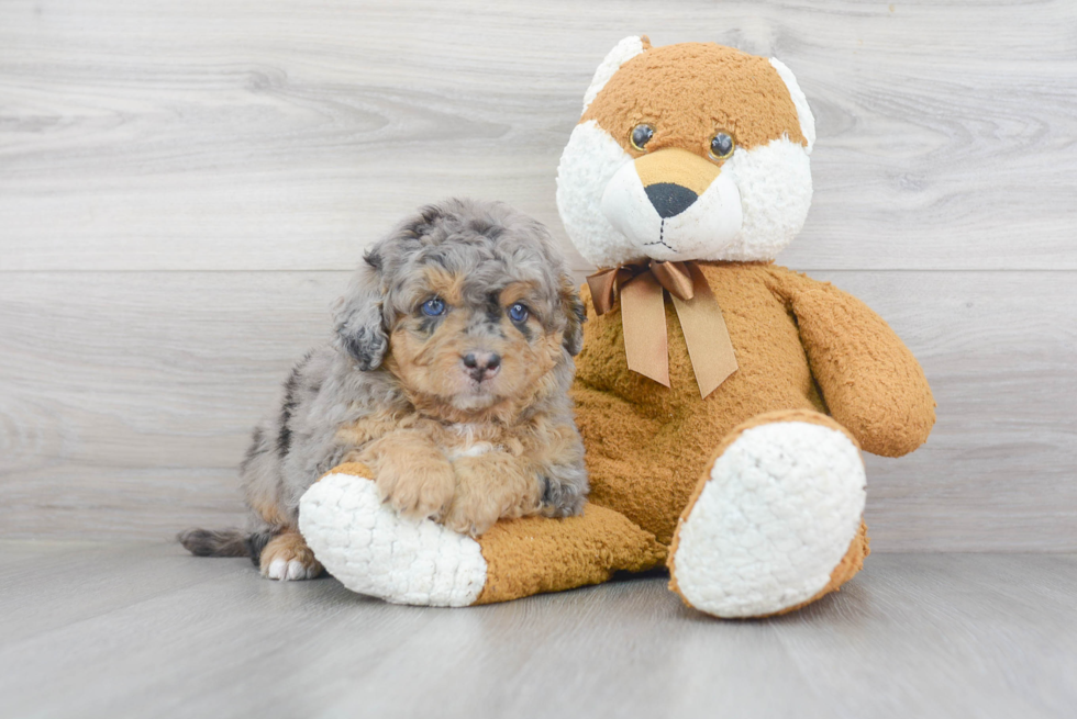 Cute Mini Bernedoodle Baby