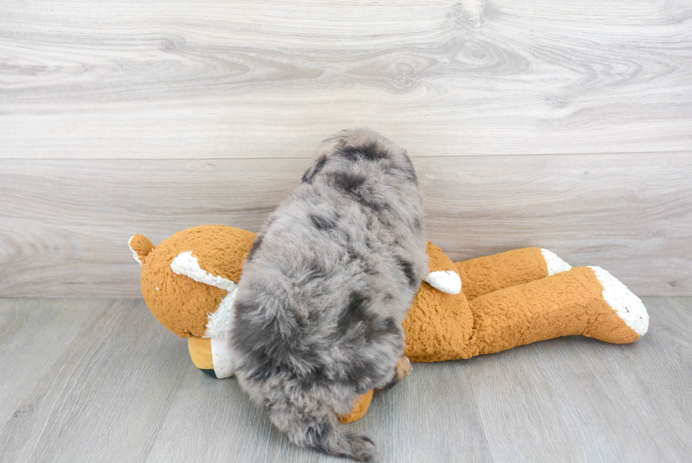 Mini Bernedoodle Pup Being Cute