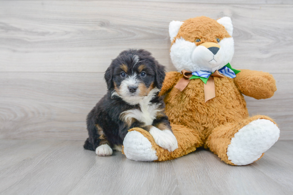 Mini Bernedoodle Pup Being Cute