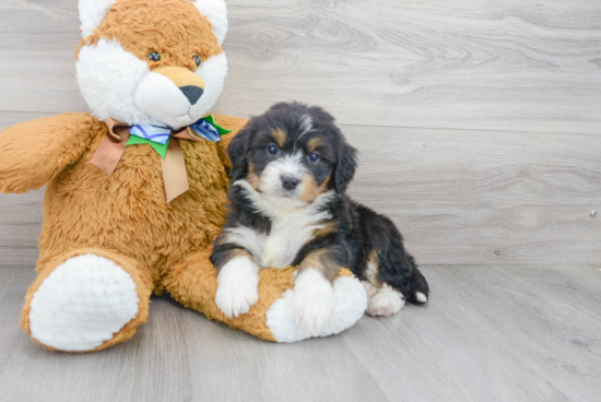 Adorable Mini Berniedoodle Poodle Mix Puppy