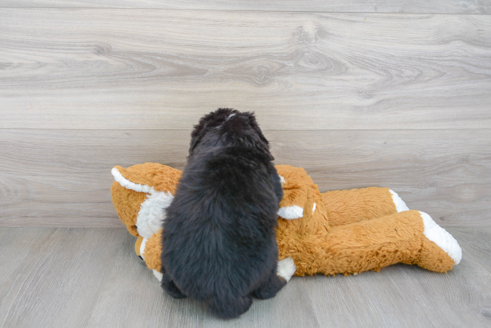 Petite Mini Bernedoodle Poodle Mix Pup