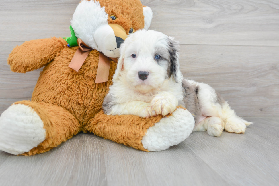 Mini Bernedoodle Pup Being Cute
