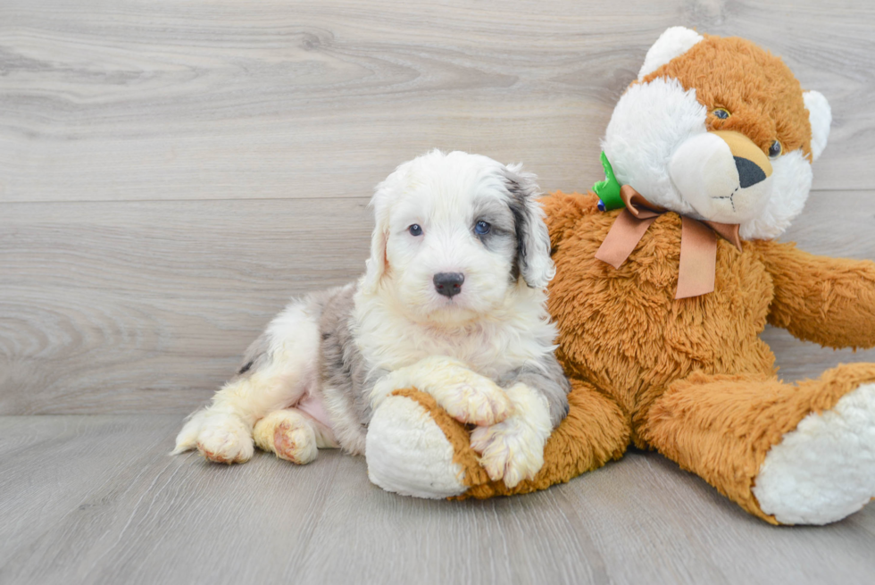 Mini Bernedoodle Puppy for Adoption