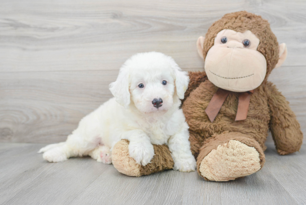 Mini Bernedoodle Pup Being Cute