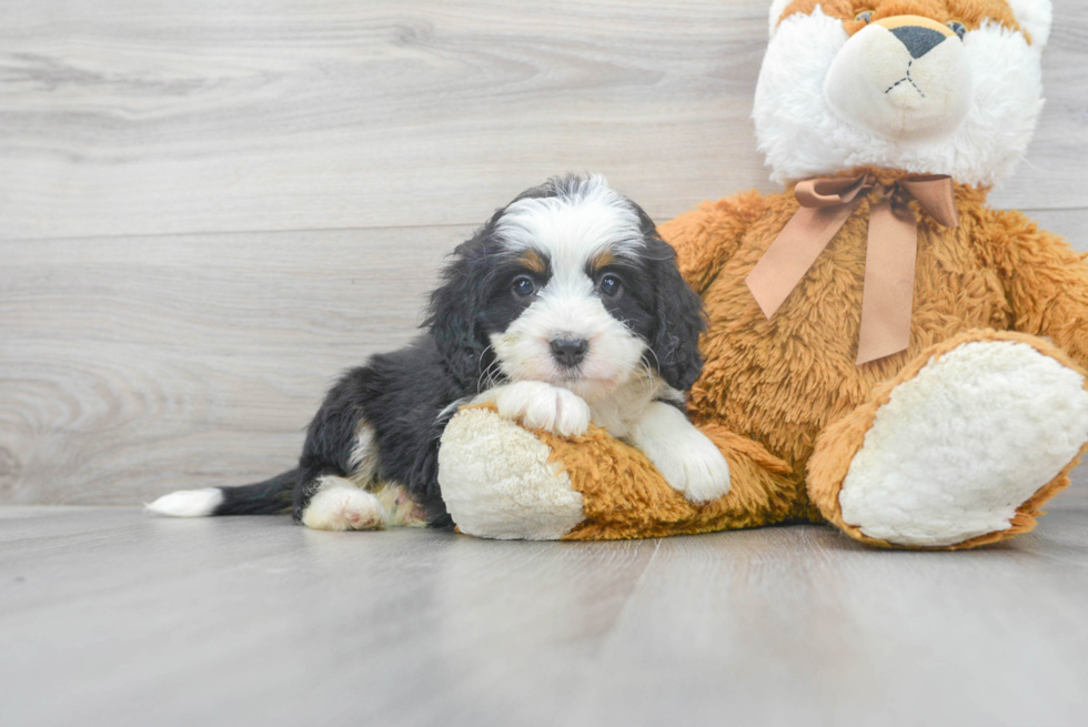 Playful Bernadoodle Poodle Mix Puppy