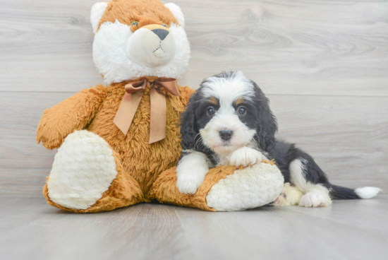 Energetic Mini Berniedoodle Poodle Mix Puppy