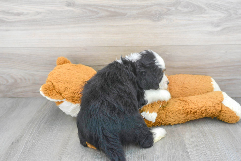 Popular Mini Bernedoodle Poodle Mix Pup