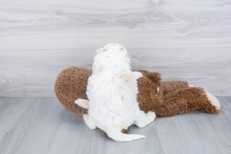 Mini Bernedoodle Puppy for Adoption