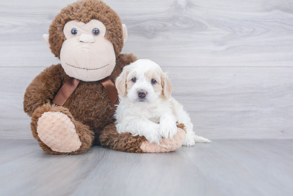 Popular Mini Bernedoodle Poodle Mix Pup