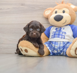 8 week old Mini Bernedoodle Puppy For Sale - Premier Pups