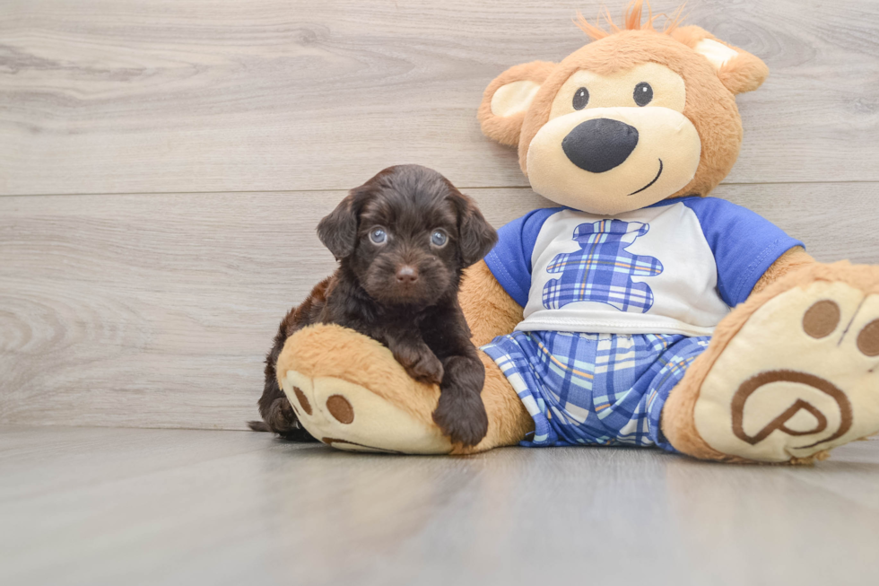 Small Mini Bernedoodle Baby