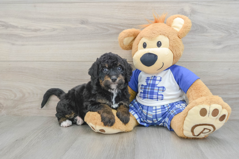 Playful Mini Bernesepoo Poodle Mix Puppy
