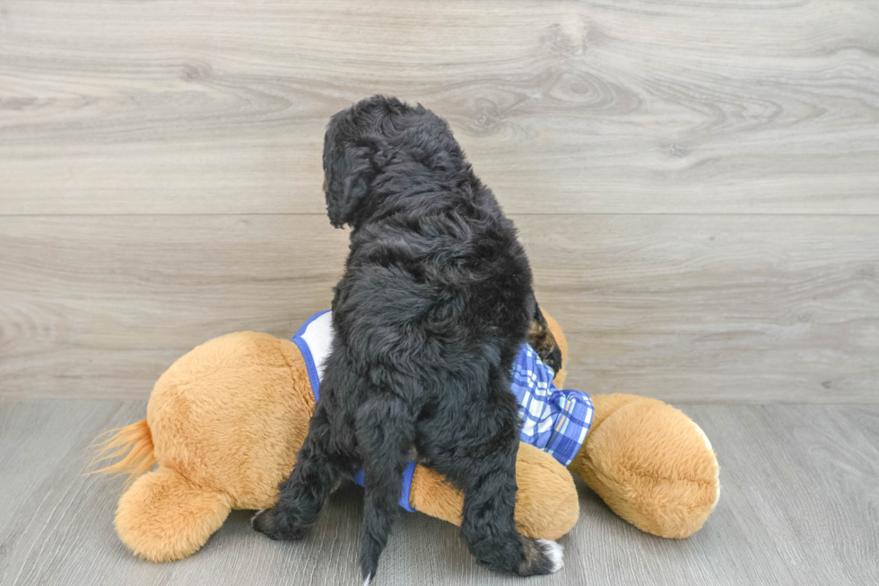Smart Mini Bernedoodle Poodle Mix Pup